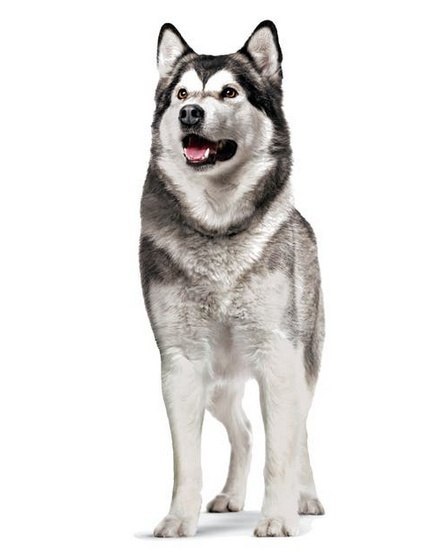 Royal Canin Joint & Ageing Chews Adult Supplements 240g