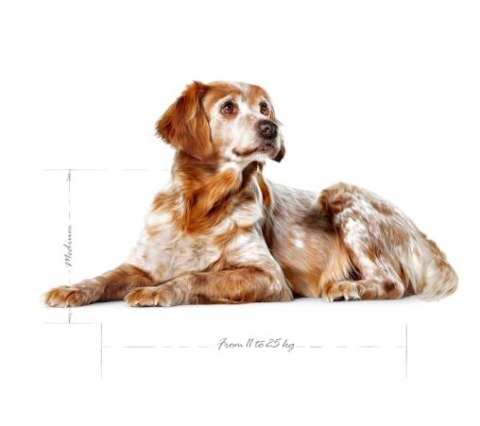 Royal Canin Medium Ageing 10+ karma sucha dla psów starszych, ras średnich 15kg