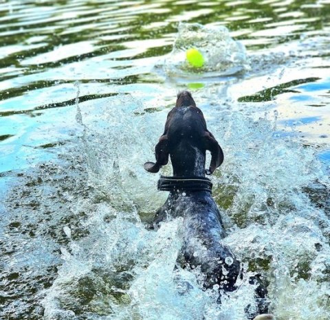 Dingo Zabawka dla psa - Piłka świecąca Play & Glow 14x8cm