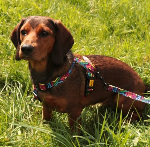 Dingo Szelki dwupaskowe Guard City - Graffiti rozmiar L