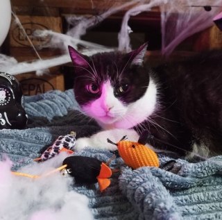 Dingo Zabawka dla kota - Myszki z Salem 3szt